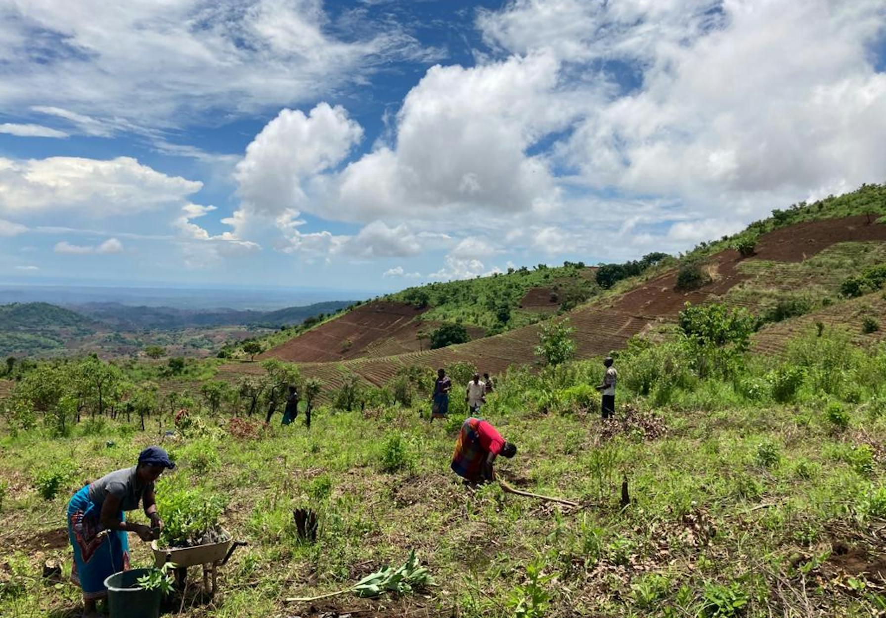 Fleißige Arbeiten pflanzen Bäume für unseren Malawi Forest